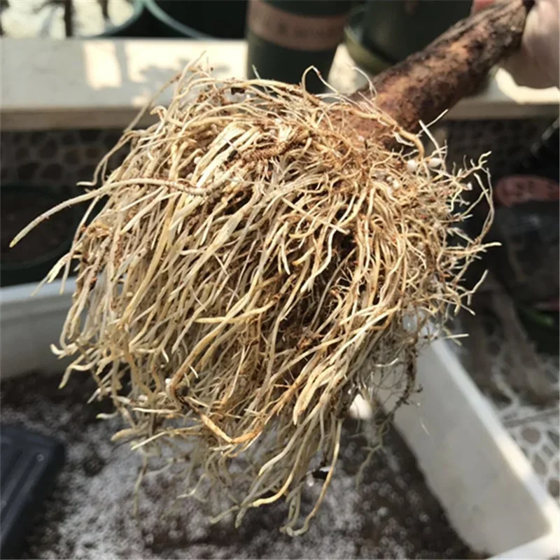 10g radicando rapidamente i re - Rooting Hormone Powder recensione e prezzo